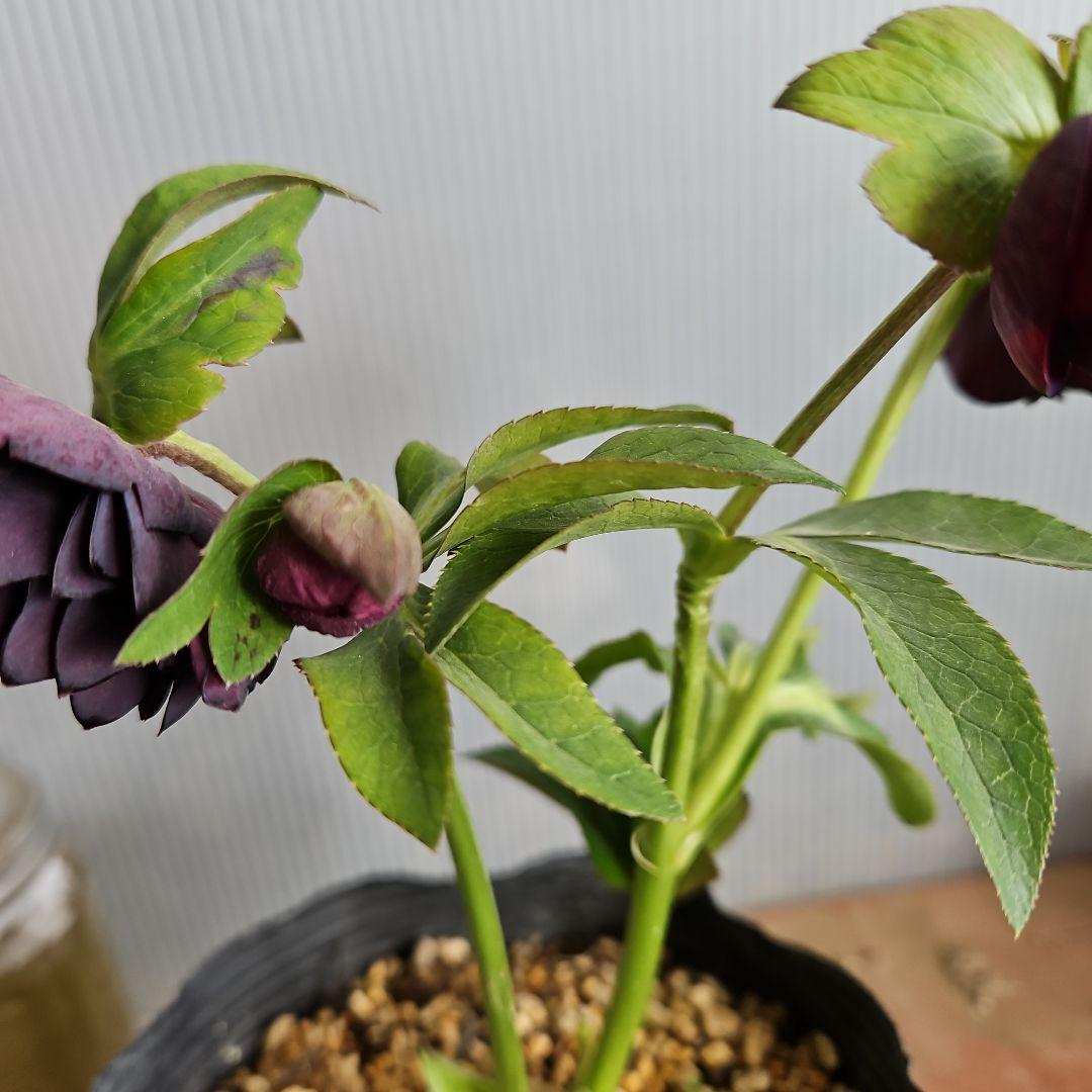 ㉖-447クリスマスローズ