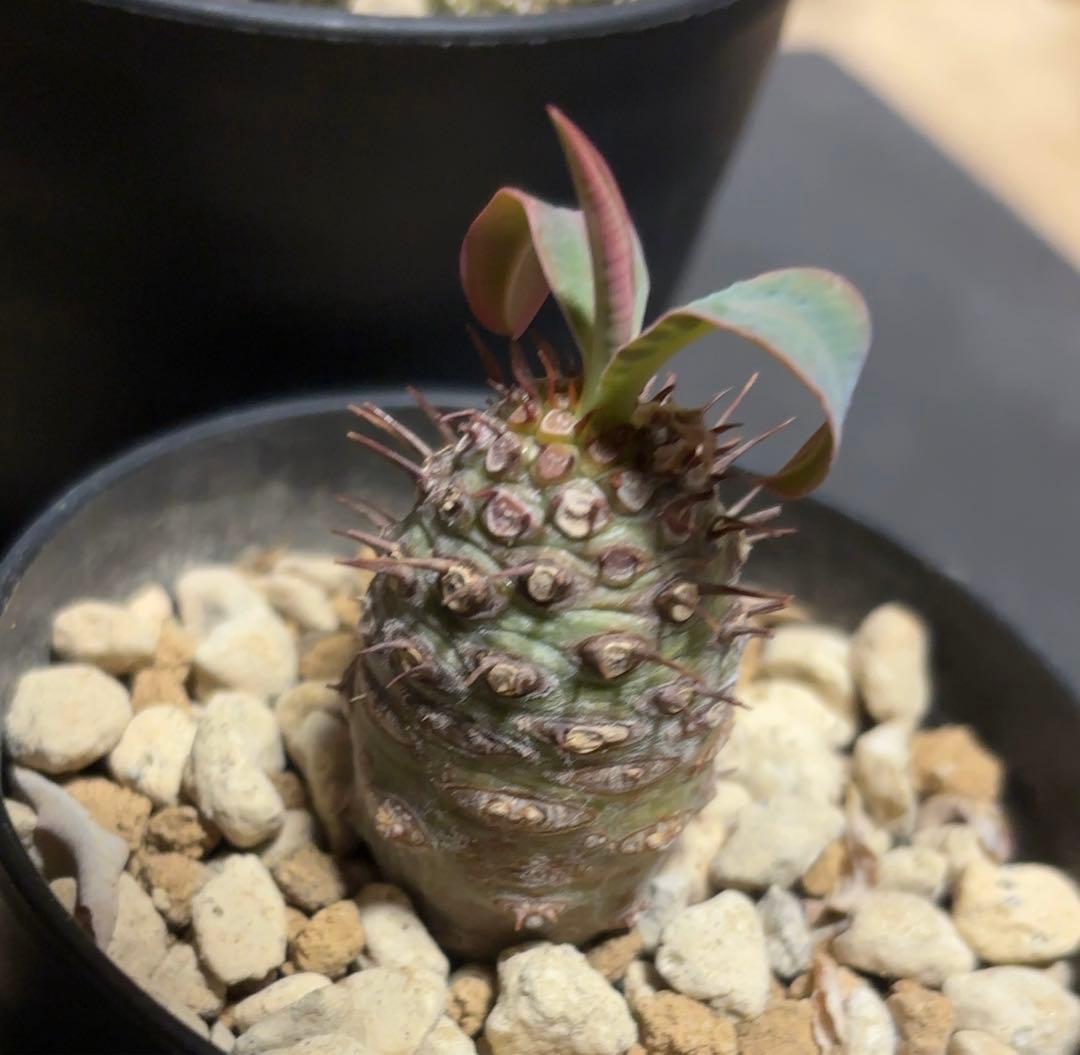 ユーフォルビア　3点セット