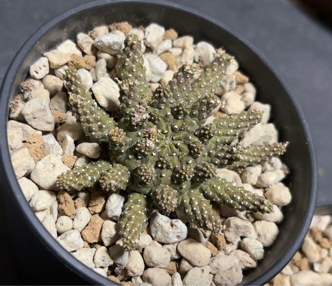 ユーフォルビア　3点セット