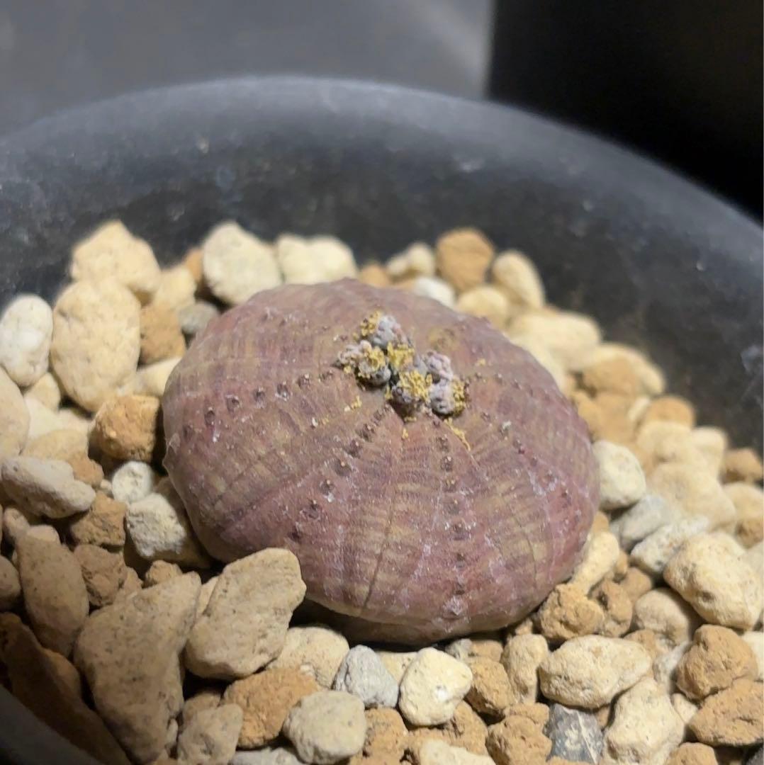 ユーフォルビア　3点セット