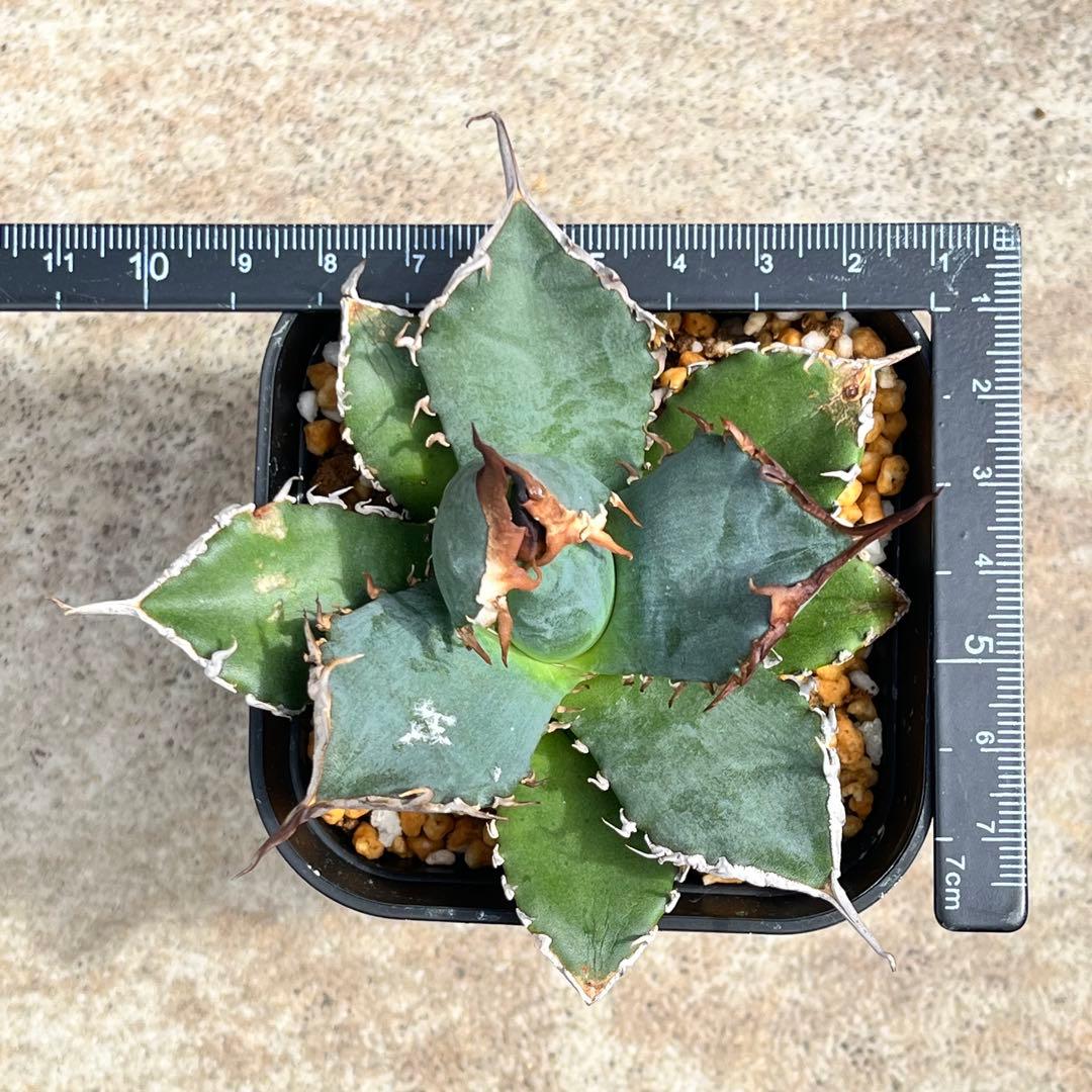 アガベ チタノタ 黒犀牛 No.002 鉢、送料込 メルカリ便 - メルカリ