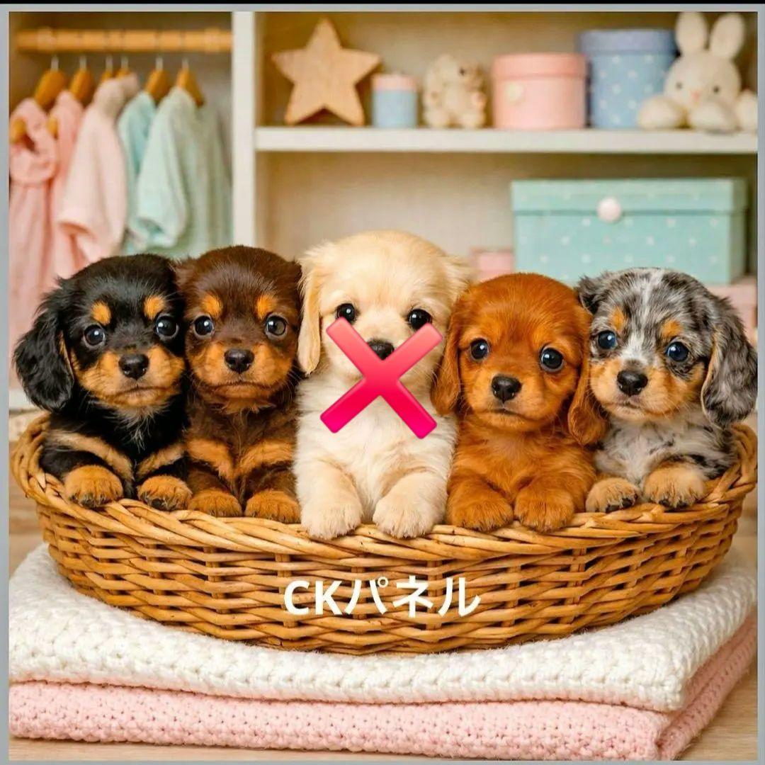 激レアポメラニアン、チワワ、柴犬、シーズ、パグ、ダックスパネル生地