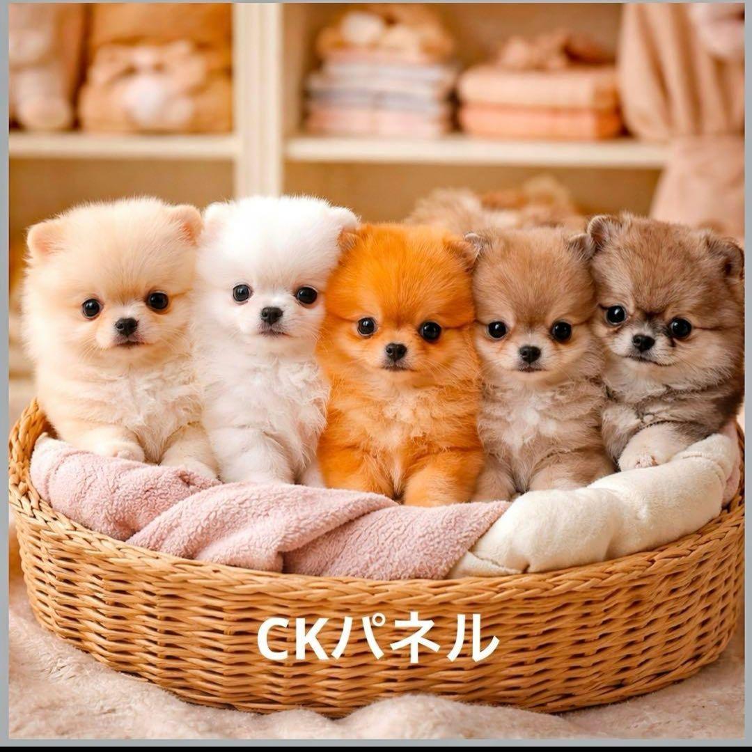 激レアポメラニアン、チワワ、柴犬、シーズ、パグ、ダックスパネル生地