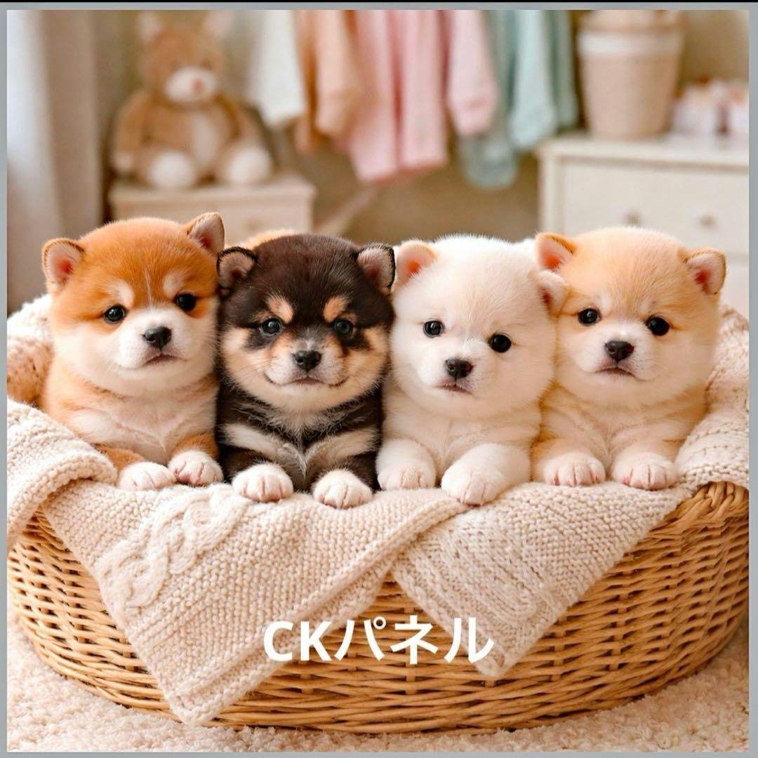 激レアポメラニアン、チワワ、柴犬、シーズ、パグ、ダックスパネル生地