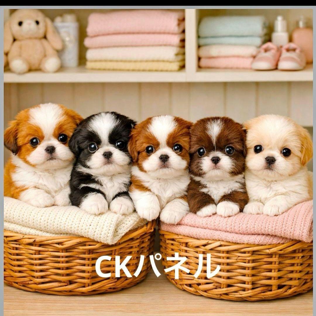 激レアポメラニアン、チワワ、柴犬、シーズ、パグ、ダックスパネル生地