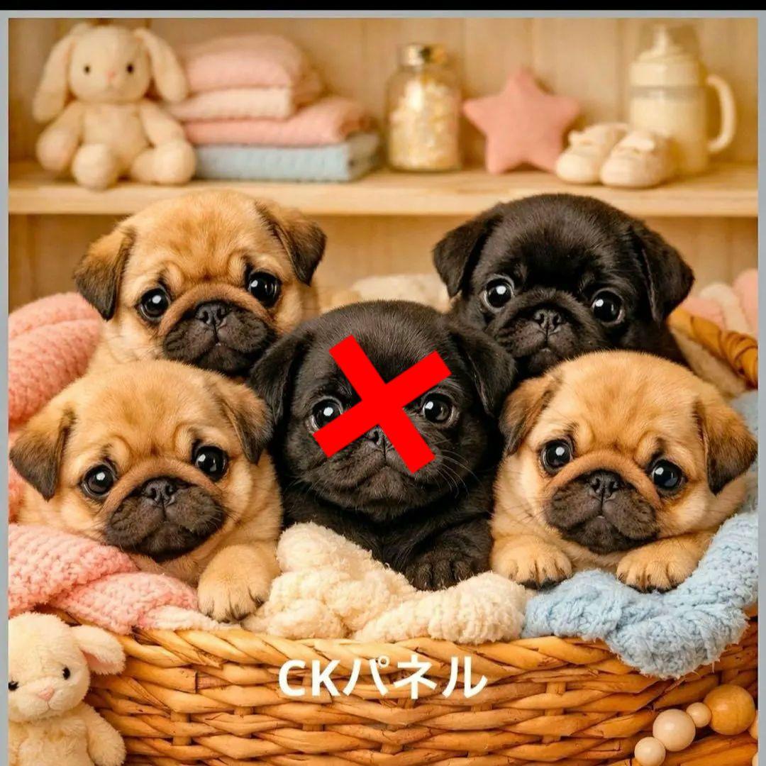 激レアポメラニアン、チワワ、柴犬、シーズ、パグ、ダックスパネル生地