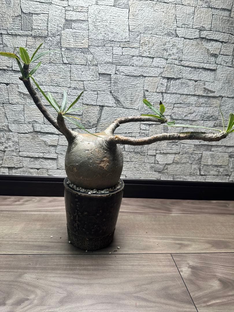 konect Type02 desert