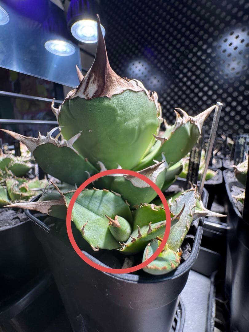 CG産】アガベ⭐︎チタノタ⭐︎Triceratops/白犀牛 01⭐︎子株⭐︎タグ