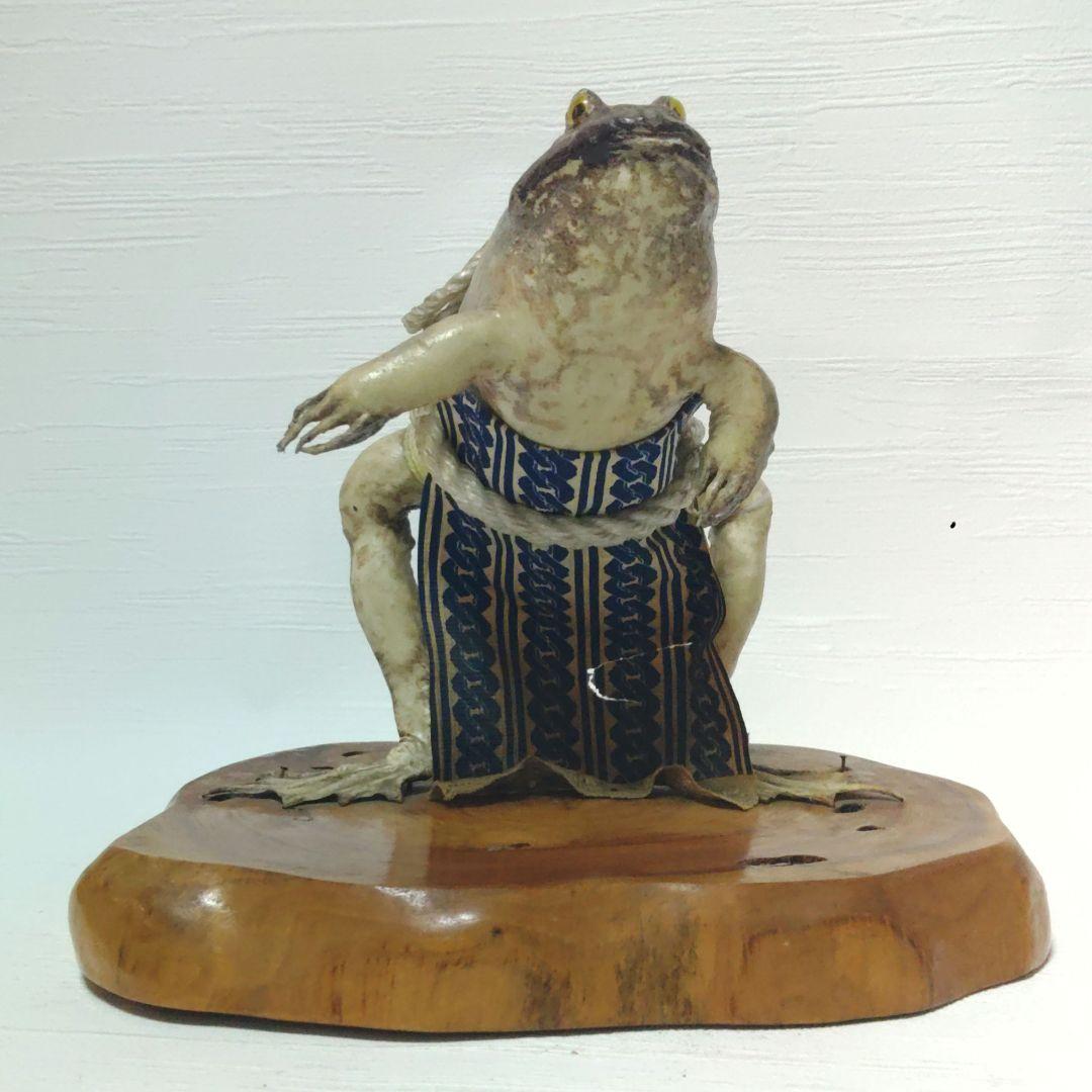 蛙力士　ウシガエルの横綱　土俵入り　カエルの置物　相撲　置物　剥製　昭和レトロ