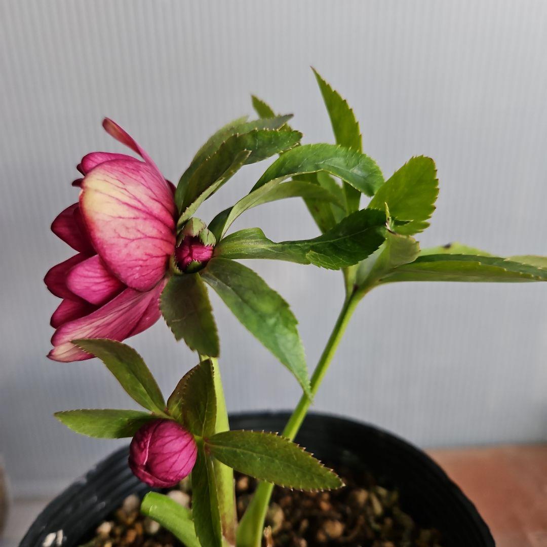 謙信様ご購入苗㉖-47㉖-52㉖-90クリスマスローズ