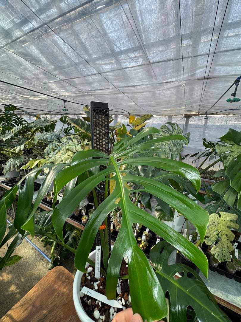 モンステラ・デリシオーサ・アラブフォーム \"エロンガータエ\" イーロンガーター