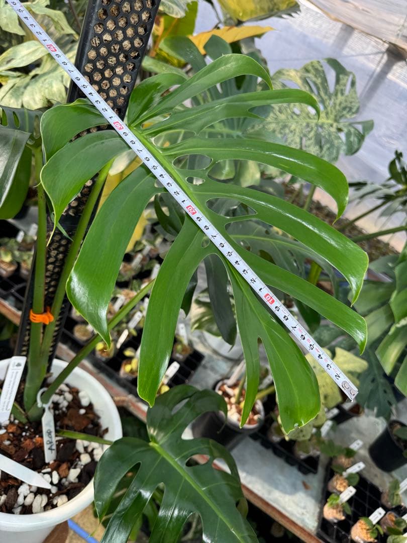 モンステラ・デリシオーサ・アラブフォーム \"エロンガータエ\" イーロンガーター