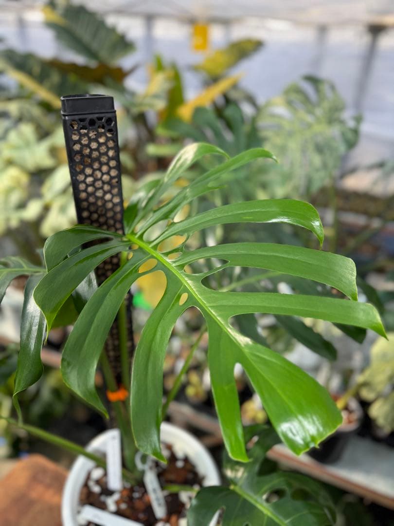 モンステラ・デリシオーサ・アラブフォーム \"エロンガータエ\" イーロンガーター