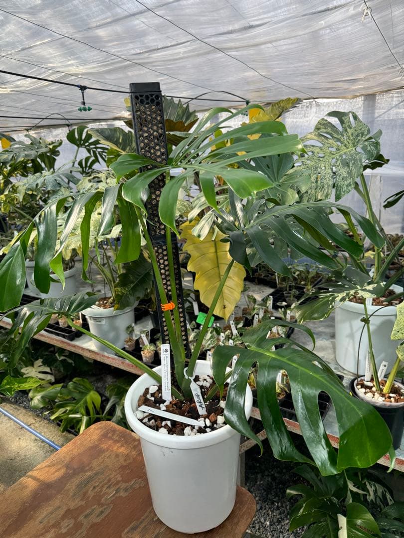 モンステラ・デリシオーサ・アラブフォーム \"エロンガータエ\" イーロンガーター