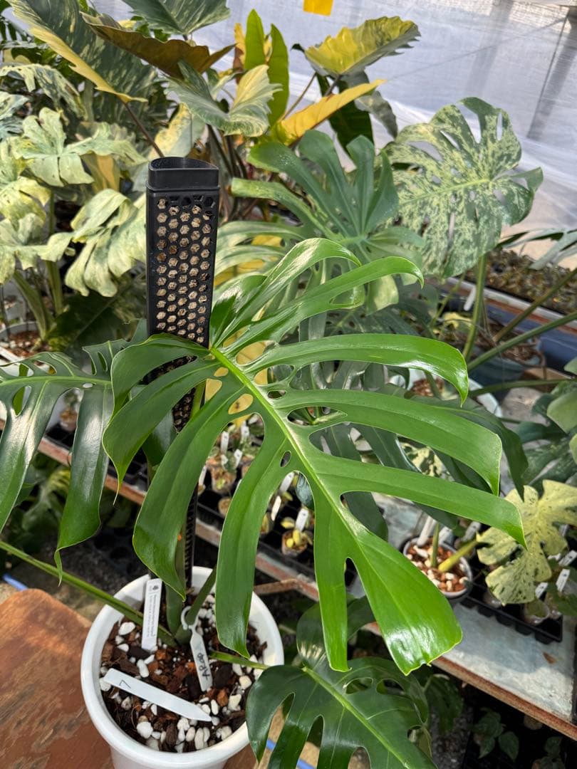 モンステラ・デリシオーサ・アラブフォーム \"エロンガータエ\" イーロンガーター