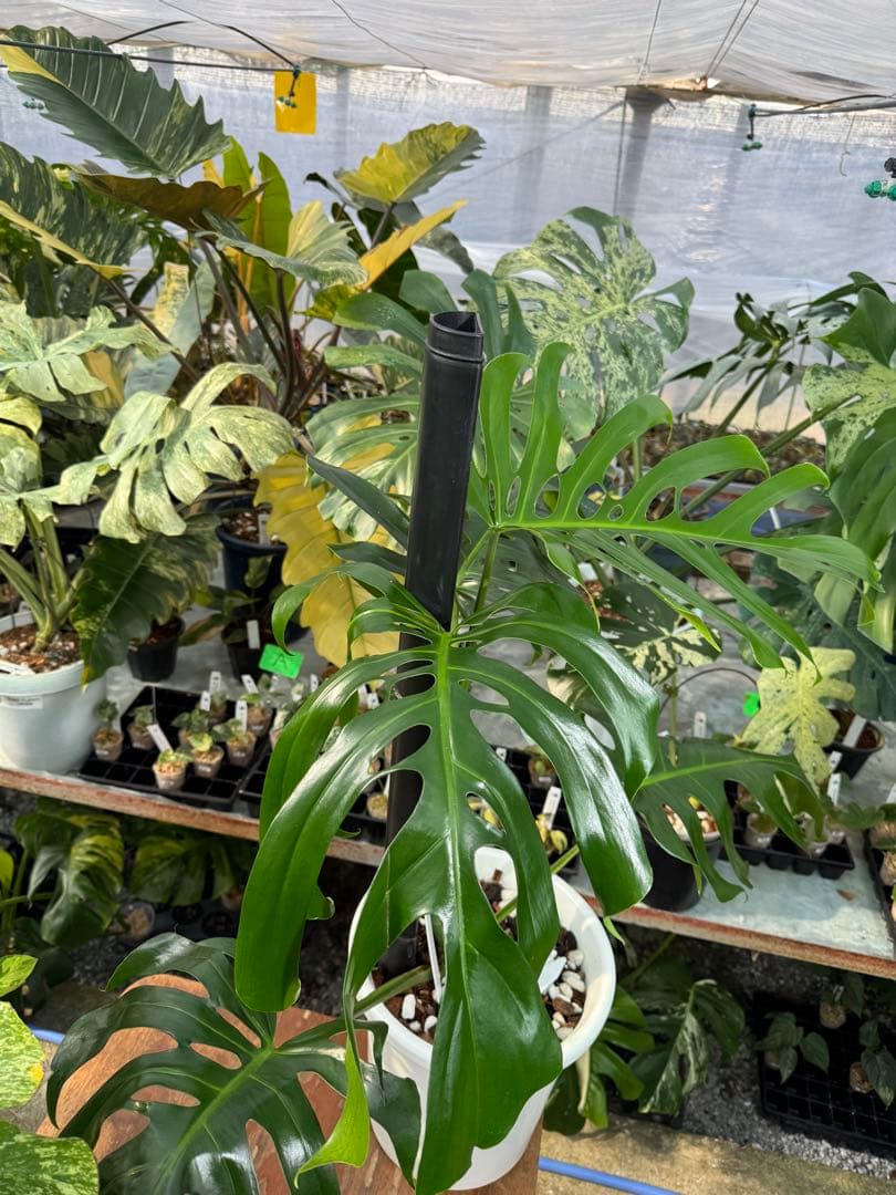 モンステラ・デリシオーサ・アラブフォーム \"エロンガータエ\" イーロンガーター