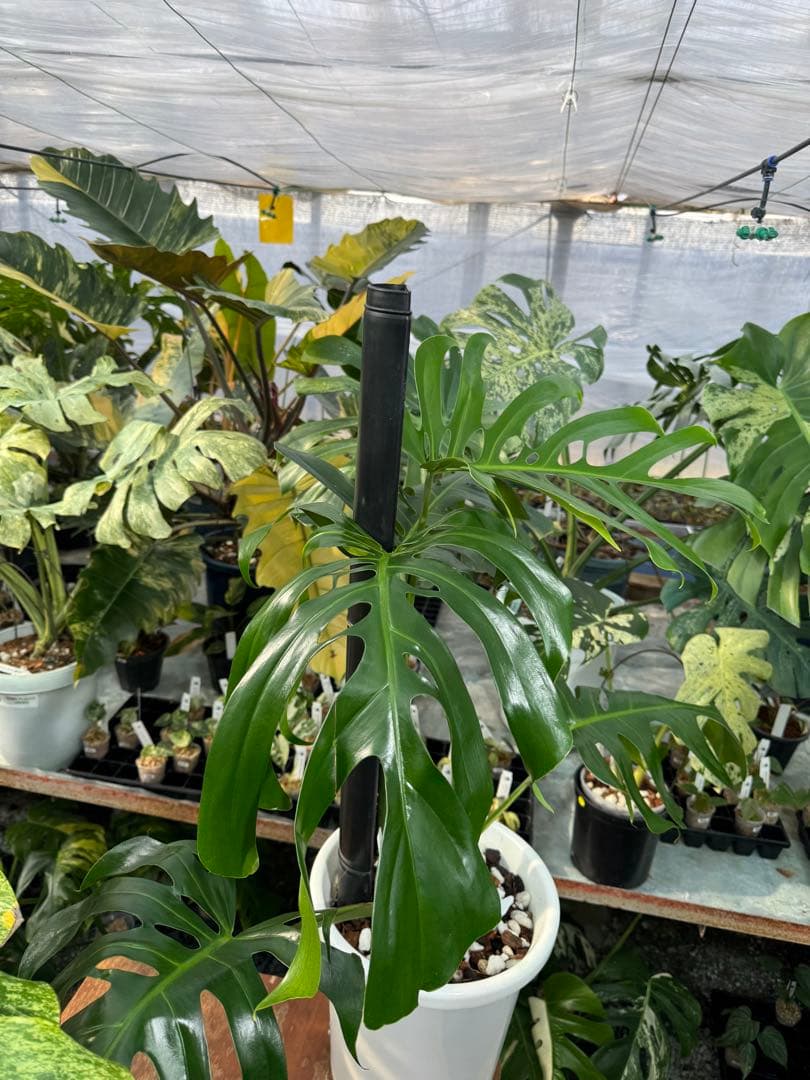 モンステラ・デリシオーサ・アラブフォーム \"エロンガータエ\" イーロンガーター