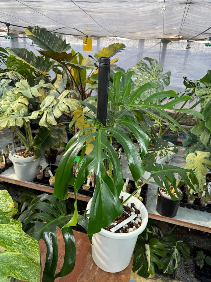 モンステラ・デリシオーサ・アラブフォーム \"エロンガータエ\" イーロンガーター