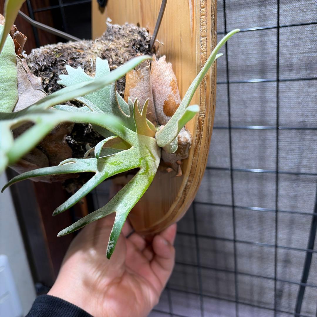 ビカクシダ ジェイドガール