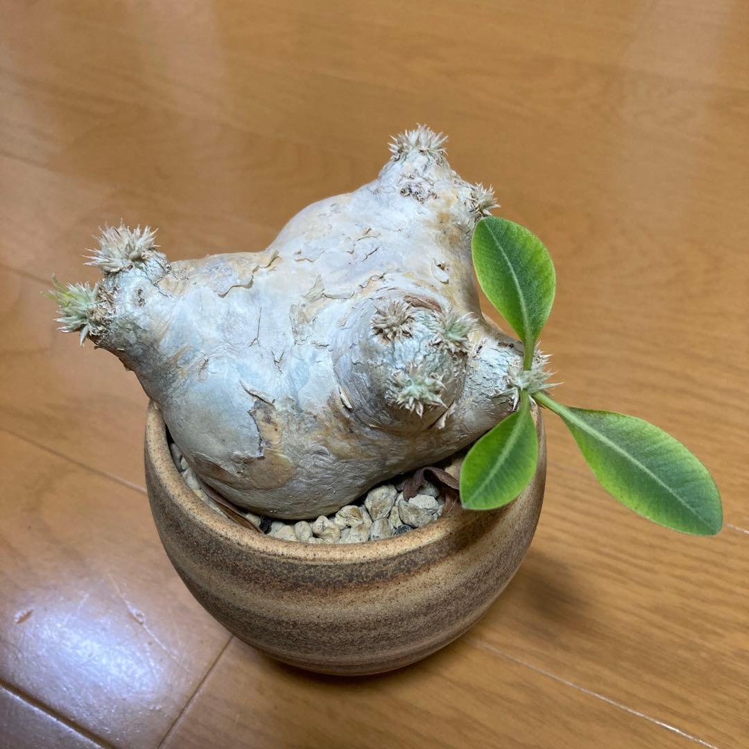 秋の値下げ❕パキポディウム　ブレビカウレ　恵比寿笑　鉢付き