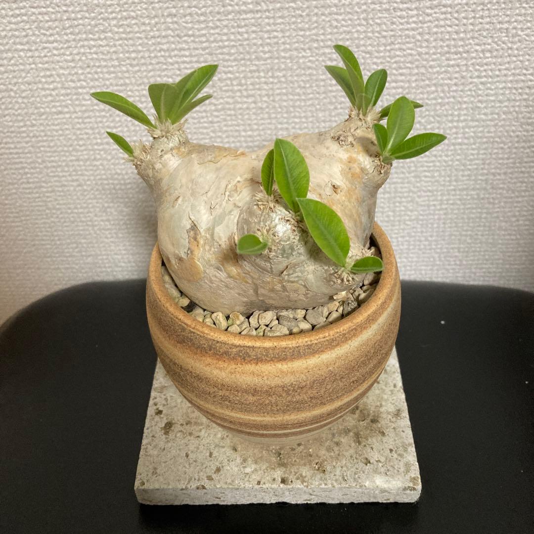 秋の値下げ❕パキポディウム　ブレビカウレ　恵比寿笑　鉢付き