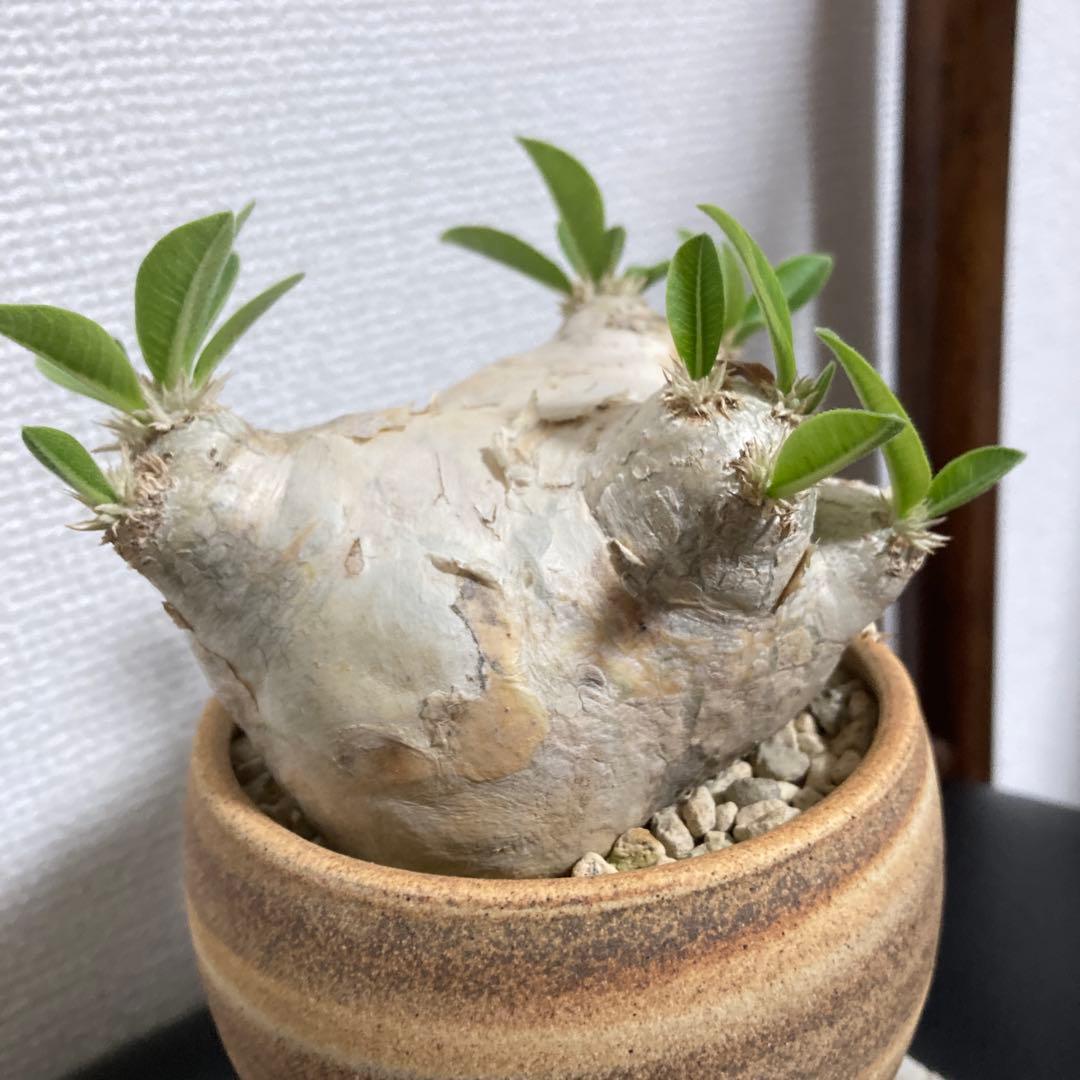 秋の値下げ❕パキポディウム　ブレビカウレ　恵比寿笑　鉢付き