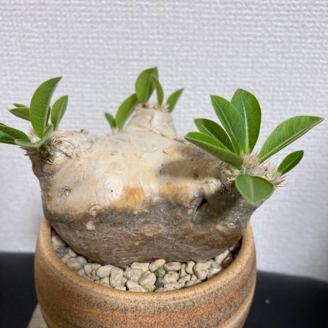 秋の値下げ❕パキポディウム　ブレビカウレ　恵比寿笑　鉢付き