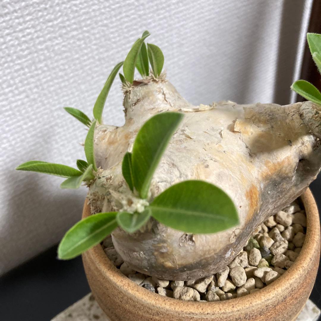 秋の値下げ❕パキポディウム　ブレビカウレ　恵比寿笑　鉢付き