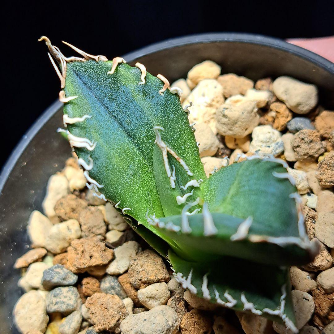 ☆特価☆SAD錦☆ ④アガベ チタノタ SAD錦 南アフリカダイヤモンド