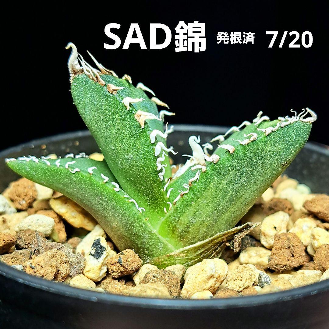 ☆特価☆SAD錦☆ ④アガベ チタノタ SAD錦 南アフリカダイヤモンド