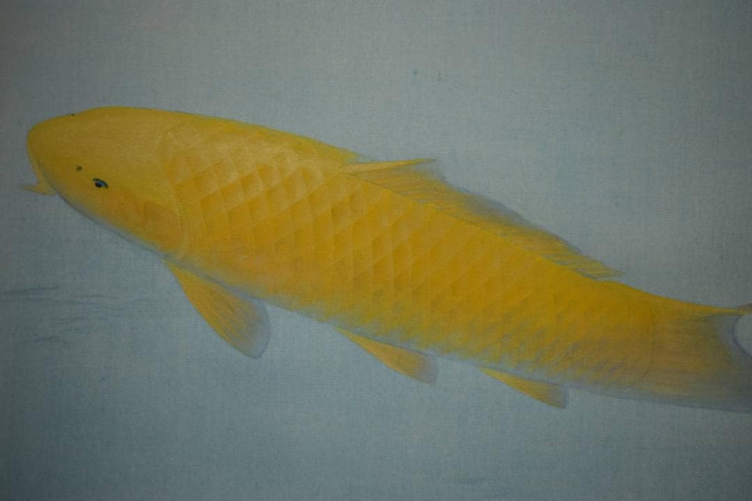 真作/樋口暘/鯉図/静泳/桐共箱太巻二重箱付/布袋屋掛軸HG-946