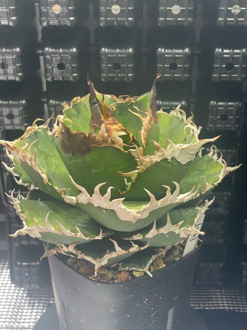 アガベ チタノタ 金剛 キングコング