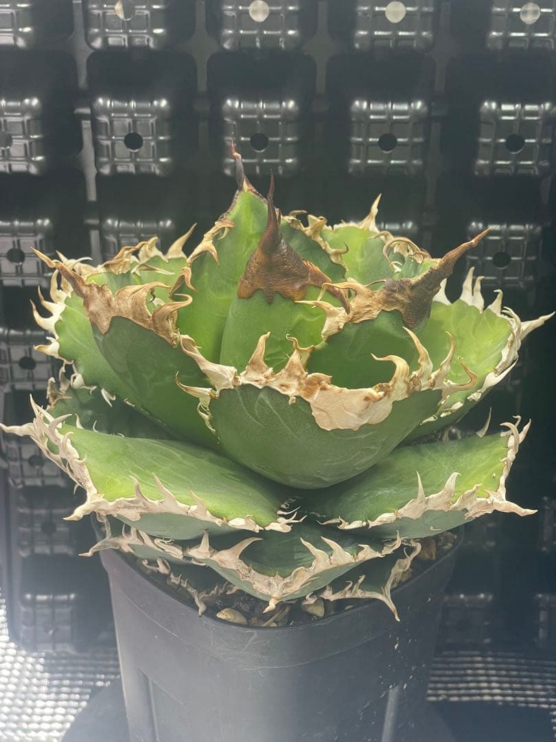 アガベ チタノタ 金剛 キングコング