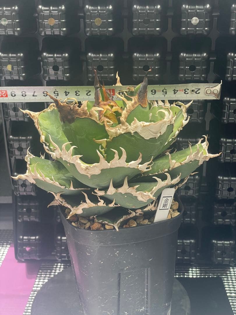 アガベ チタノタ 金剛 キングコング