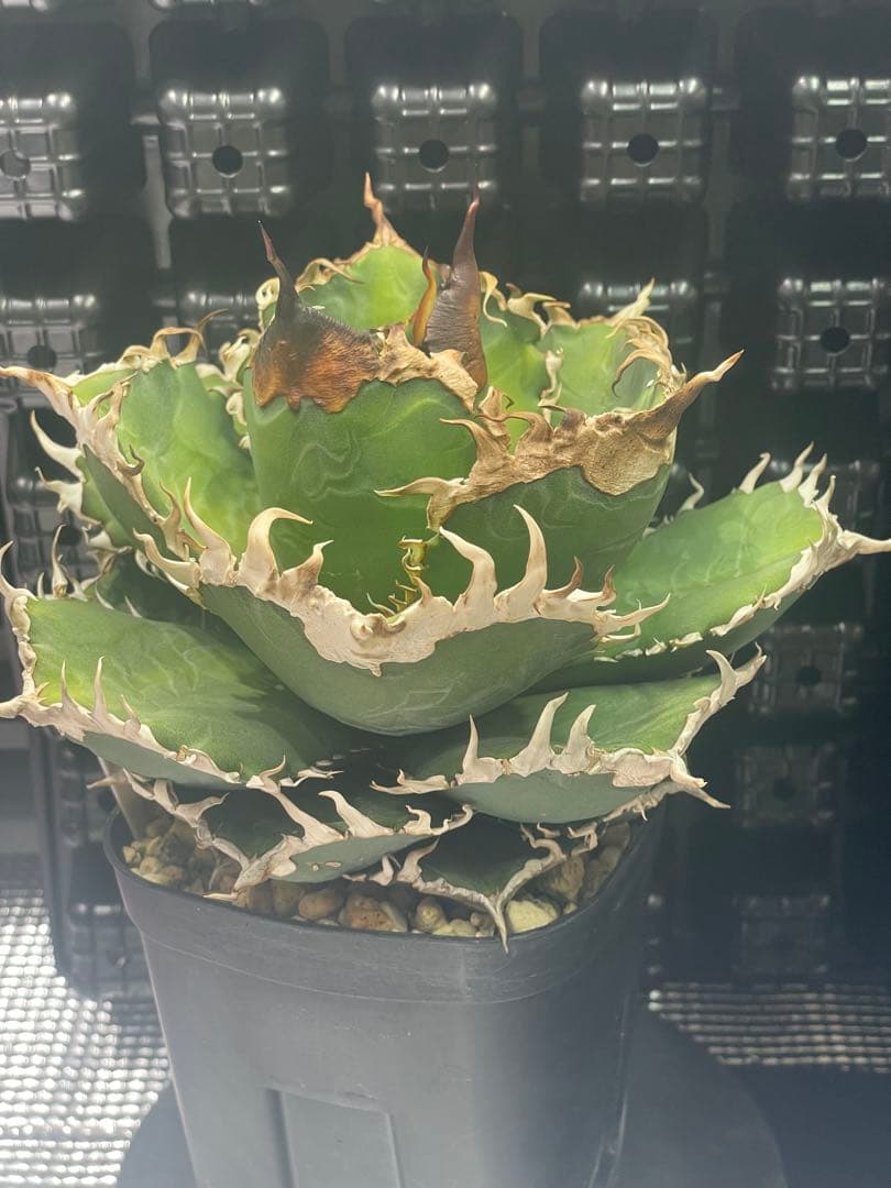 アガベ チタノタ 金剛 キングコング