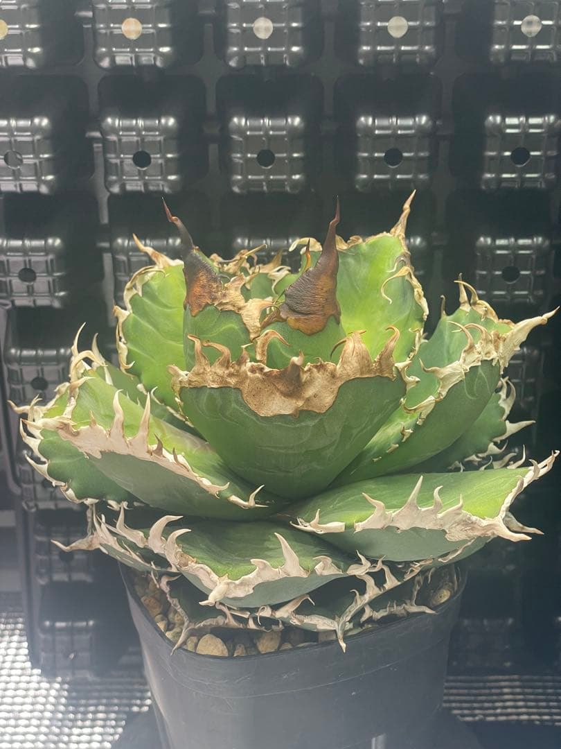 アガベ チタノタ 金剛 キングコング