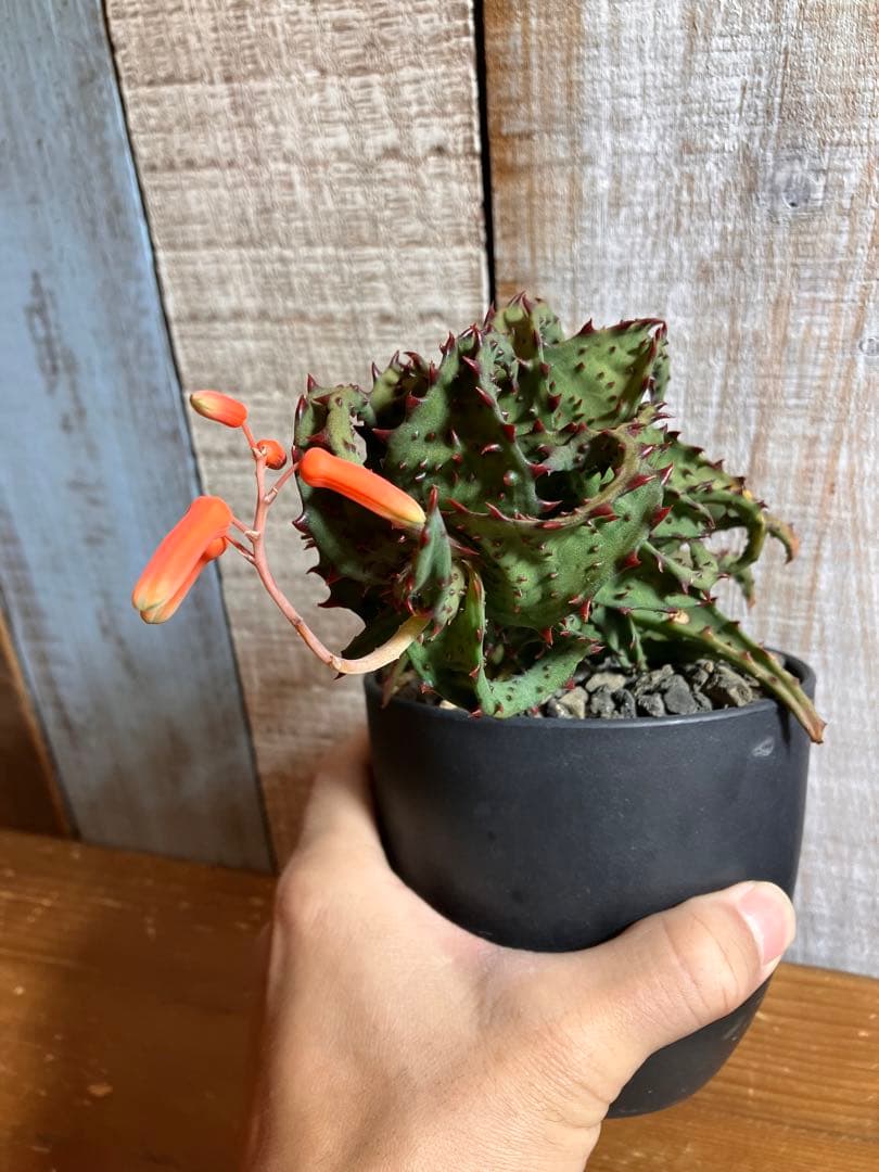 お値下げ　アロエ カスティロニアエ親株　良型