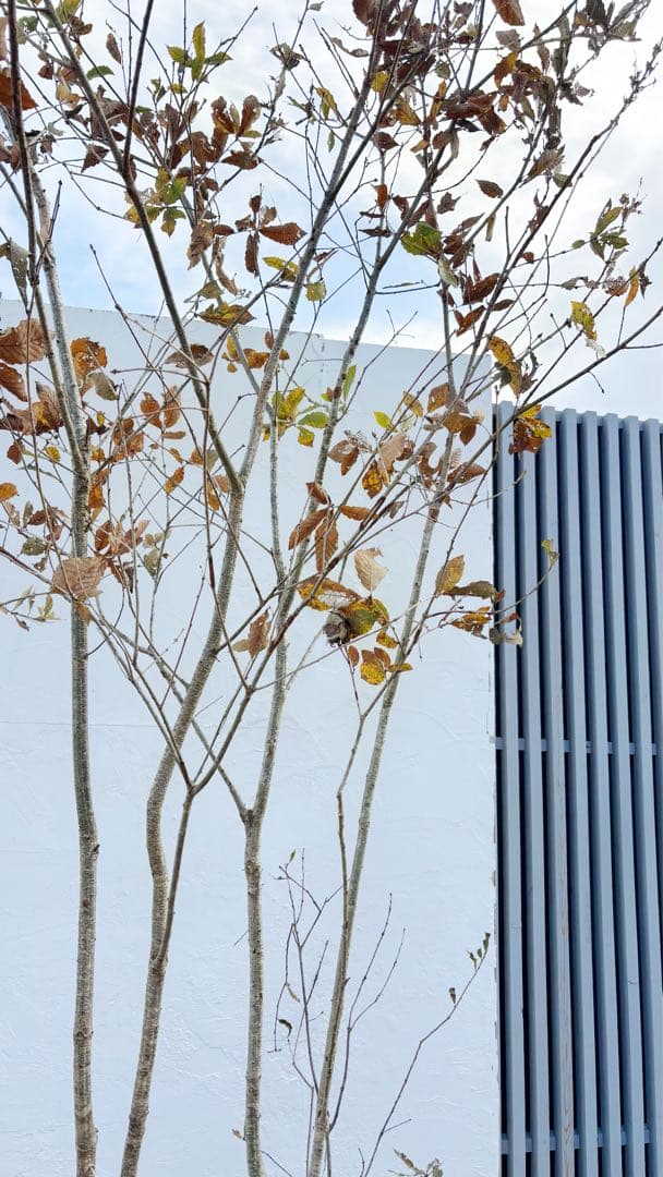 希少。銀幹 山採りコナラ株立ち3.4M(鉢底から)