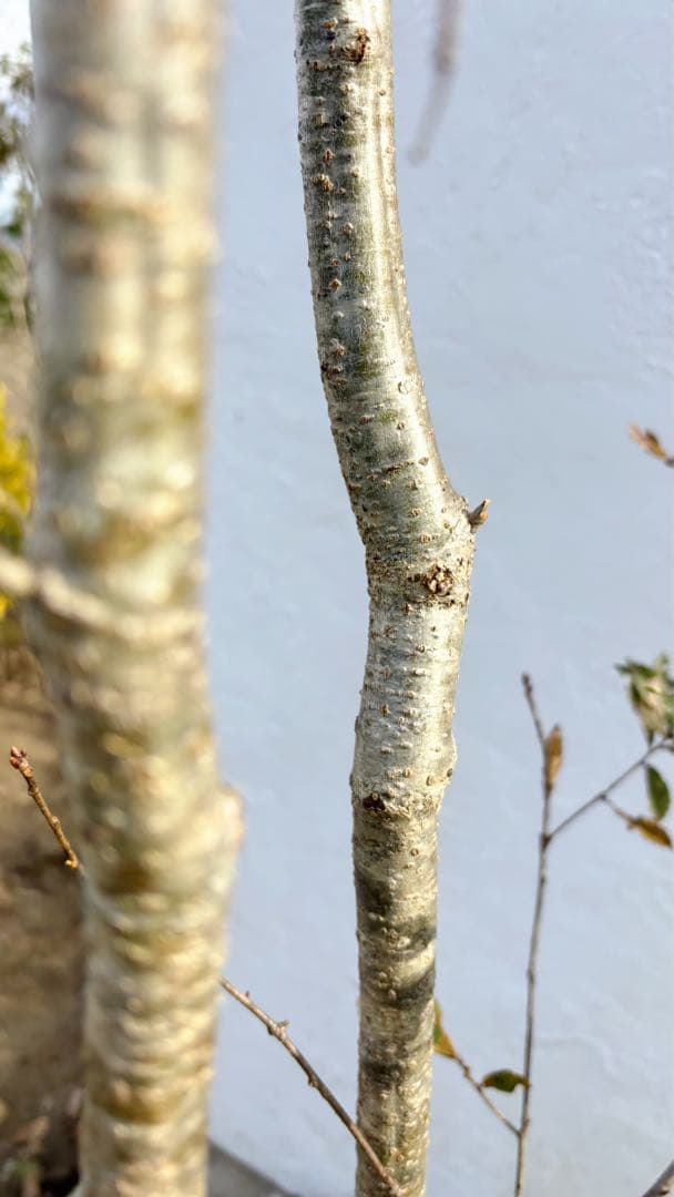 希少。銀幹 山採りコナラ株立ち3.4M(鉢底から)