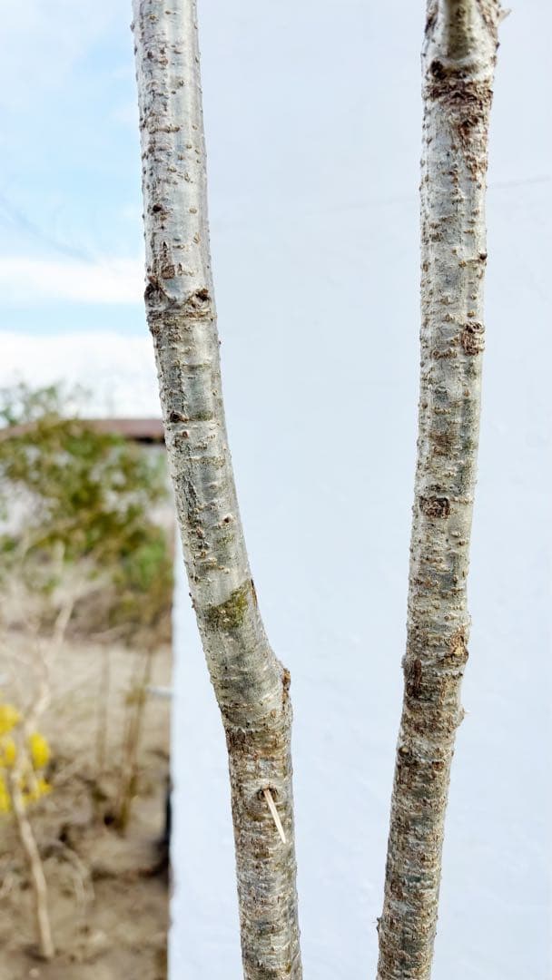 希少。銀幹 山採りコナラ株立ち3.4M(鉢底から)