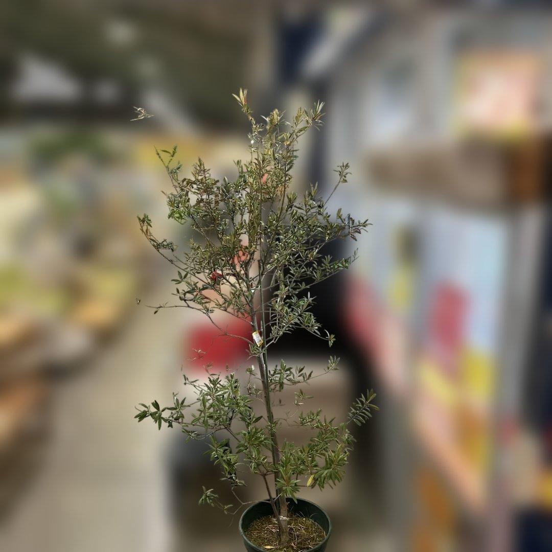 6328【戸塚区引取り、地域限定配送】実付き☆2.65m オリーブアルベキーナ？