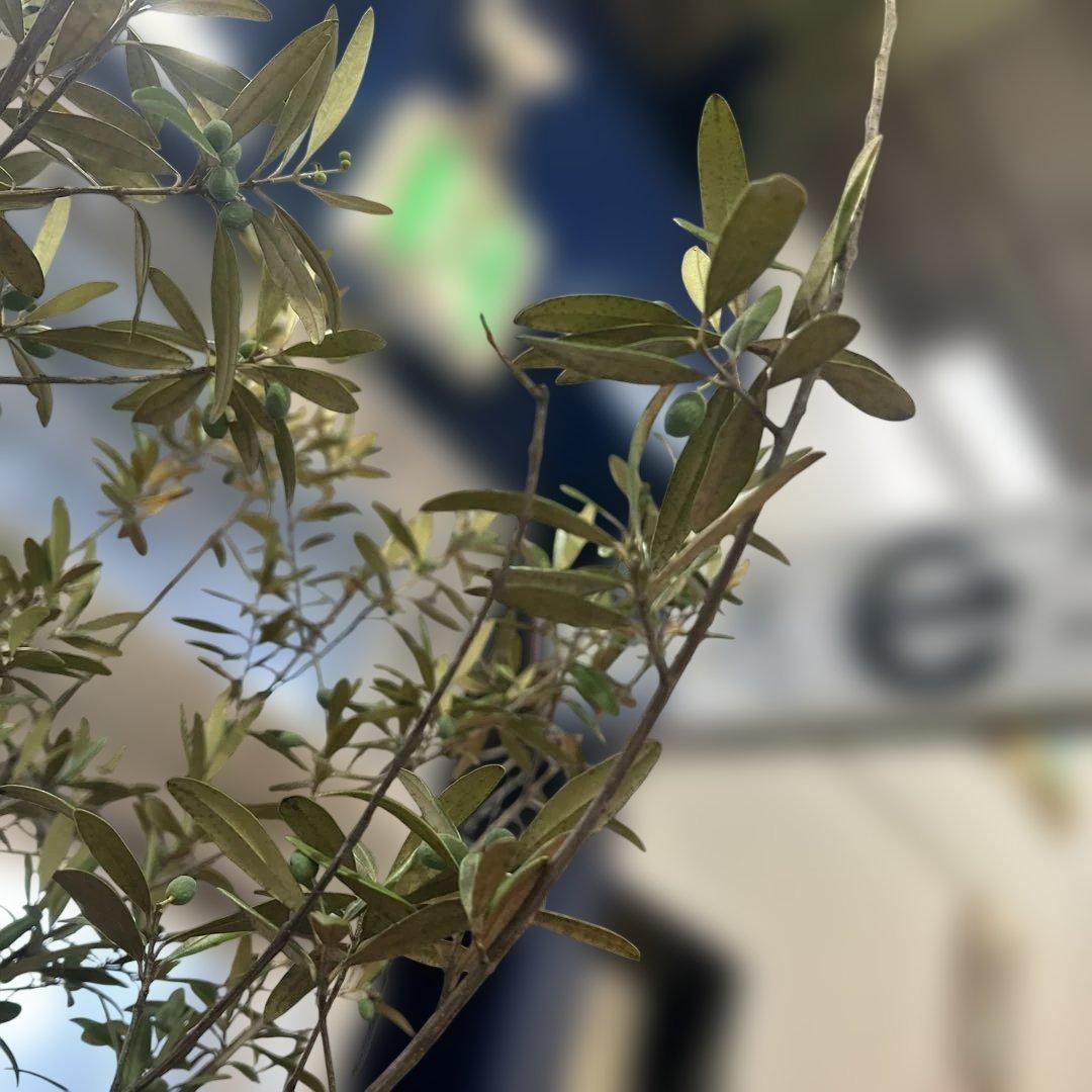 6328【戸塚区引取り、地域限定配送】実付き☆2.65m オリーブアルベキーナ？