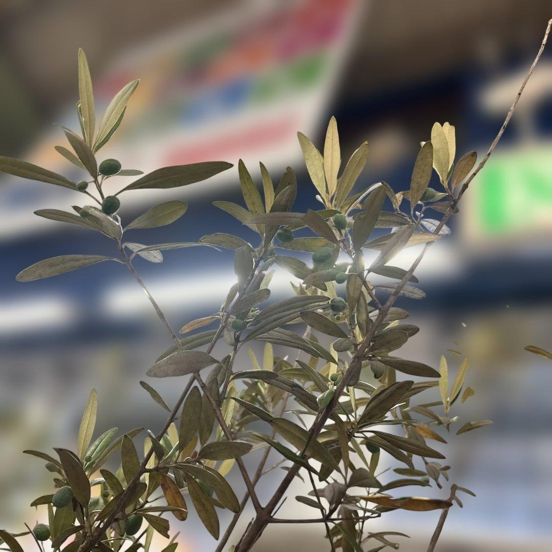 6328【戸塚区引取り、地域限定配送】実付き☆2.65m オリーブアルベキーナ？