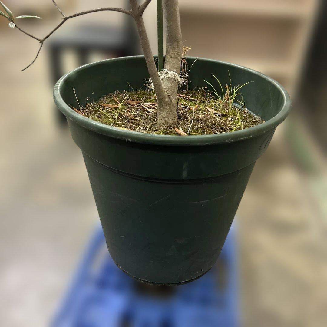 6328【戸塚区引取り、地域限定配送】実付き☆2.65m オリーブアルベキーナ？