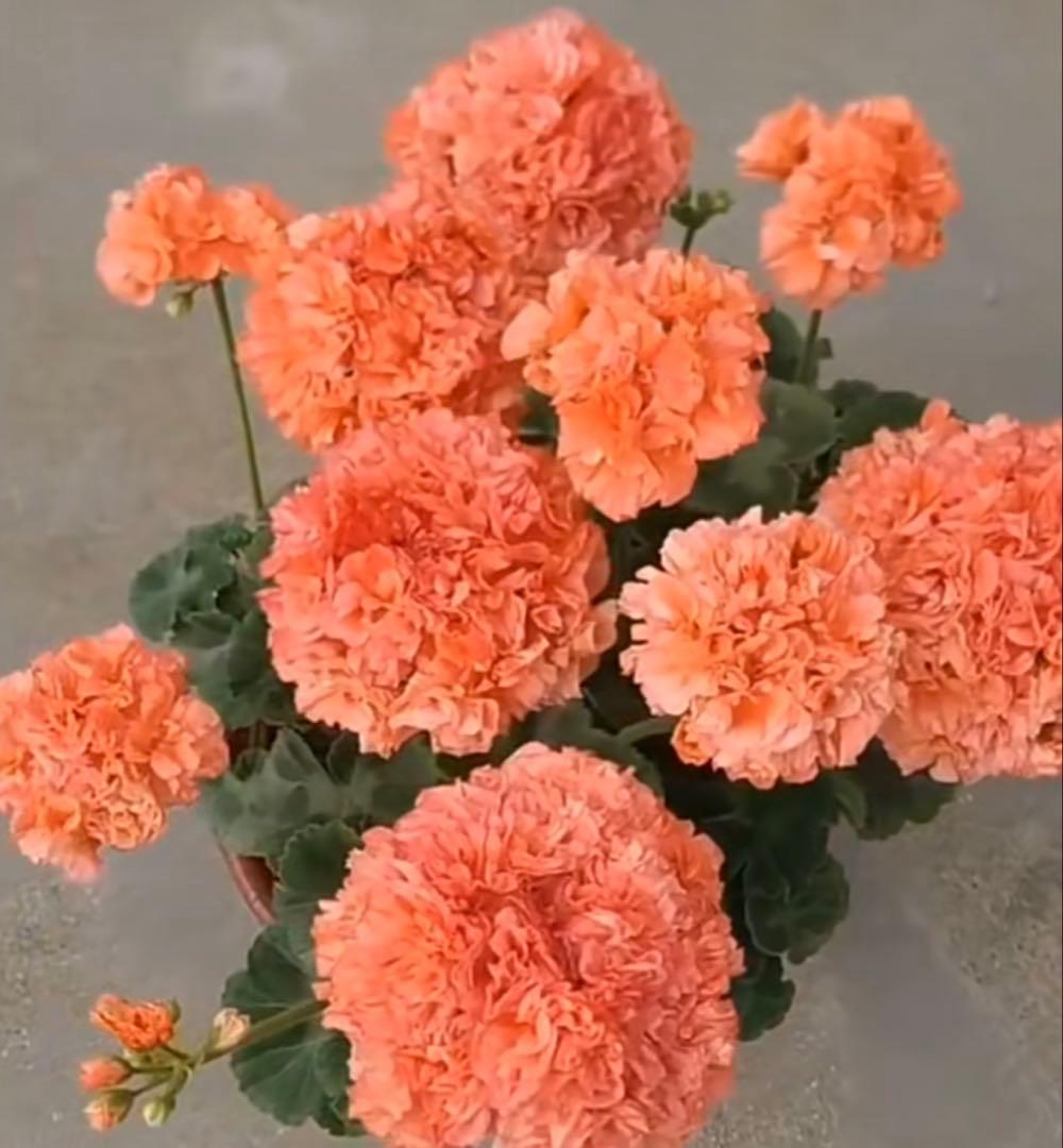 超レア品種ゼラニウム苗　オレンジシュシュ咲きゼラニウムmre021-1