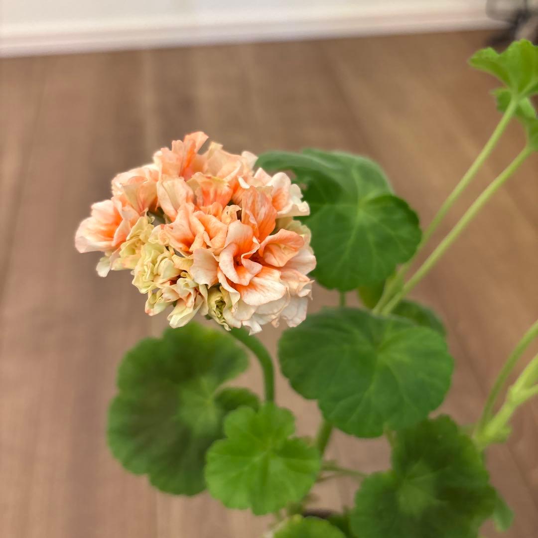 超レア品種ゼラニウム苗　オレンジシュシュ咲きゼラニウムmre021-1