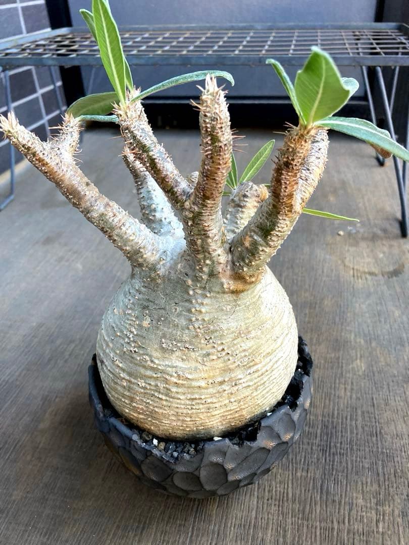 パキポディウム グラキリス 希少白肌横シワ まる型 塊根植物 作家鉢付き