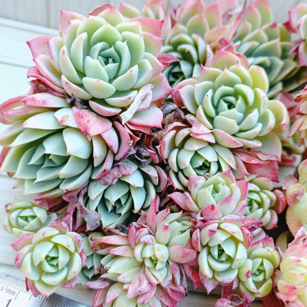 パンジー群生　韓国苗　多肉植物　3苗