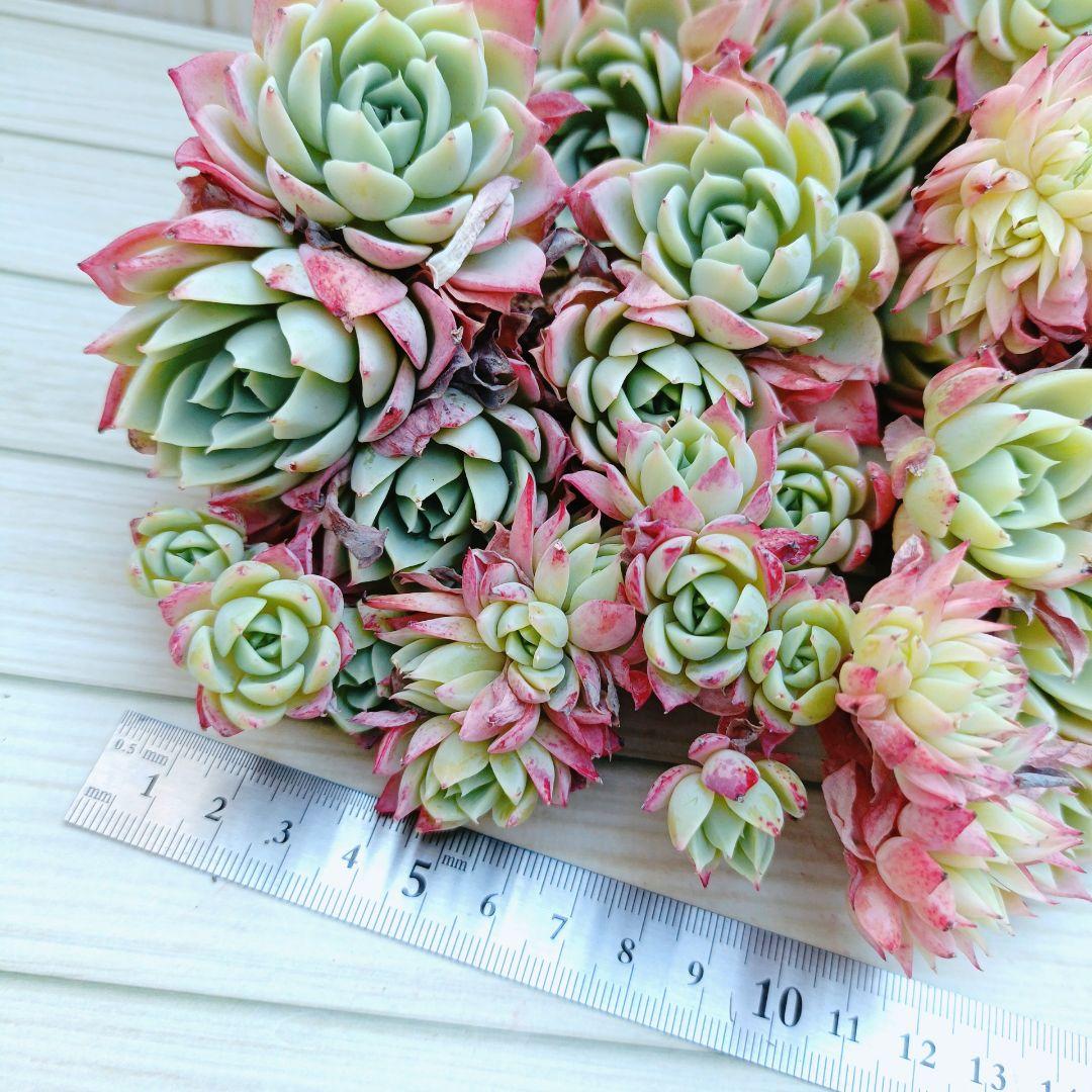 パンジー群生　韓国苗　多肉植物　3苗