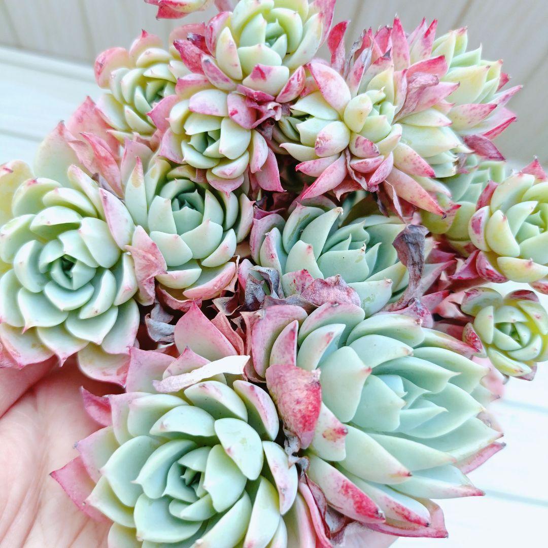 パンジー群生　韓国苗　多肉植物　3苗